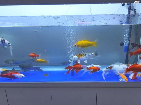 למכירה דגי בריכה מסוגים שונים