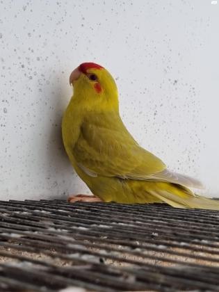 קקריקים יפים, בריאים, מבית גידול איכותי