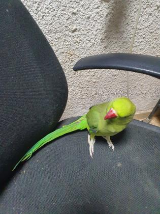 למכירה דררה האכלת יד בובה