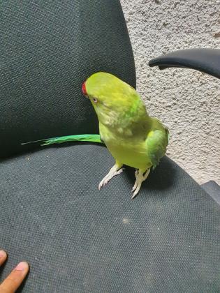 למכירה דררה האכלת יד בובה