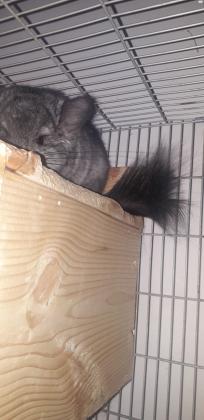 למכירה צינצילה זכר לייט אבוני