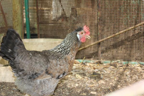 זוג אפרוחי לגבאר זכר ונקבההלגבאר