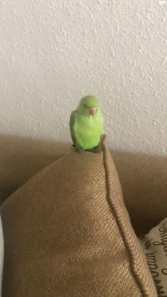 גוזל דררה האכלת יד,שקט וחברותי