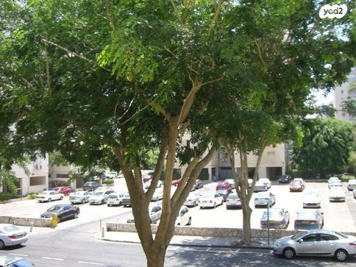 רב אשי (נוה אביבים)