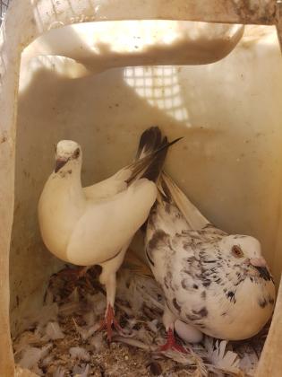 למכירה כ14 יונים לבנות עם