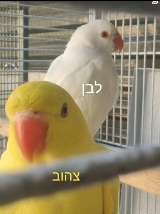 למכירה דררות האכלות יד במבחר
