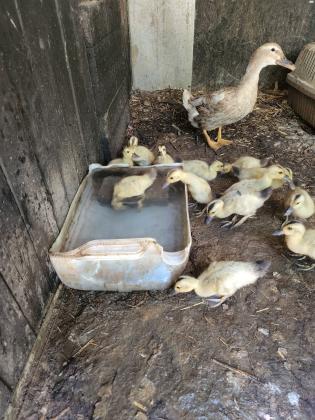 אפרוחים של בריכית בני שבועיים