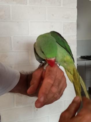 למכירה 3 תוכי אלכסנדרין בני