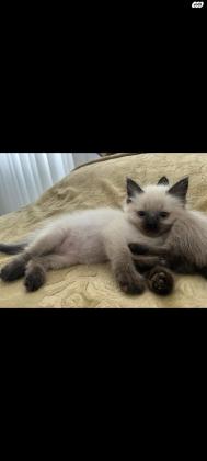 גורי חתול הימלאיה בני חודשיים מהממיםםם