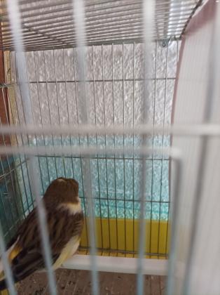 למכירה כנר גלוסטר ברמה גבוה