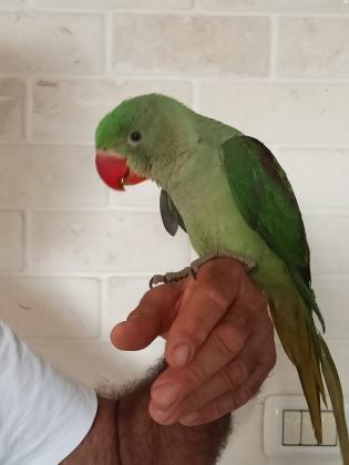 למכירה 3 תוכי אלכסנדרין בני