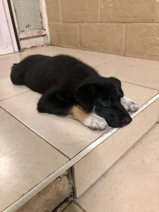 למסירה שני גורי האסקי סיבירי