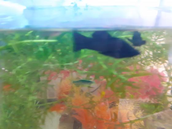 דגי מולי שחורים זכר 1