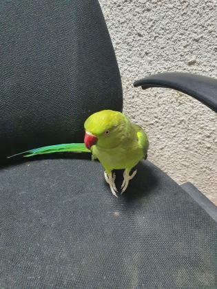 למכירה דררה האכלת יד בובה