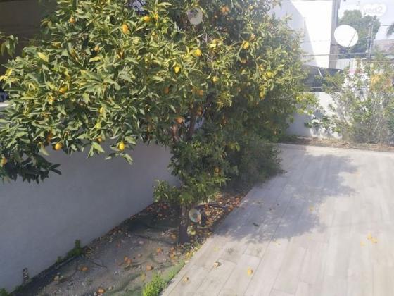 מקס וג'סי כהן (ג'סי כהן)