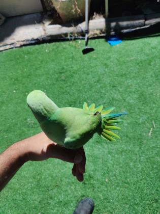 דררה האכלת יד מדהים! מטובע