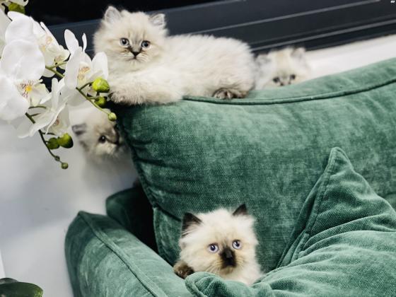 6 חתולי הימלאיה טאבי פוינט