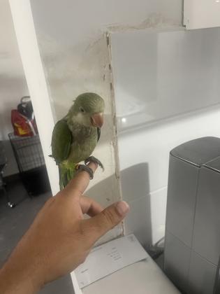 למכירה גוזל קווקר אכלת יד