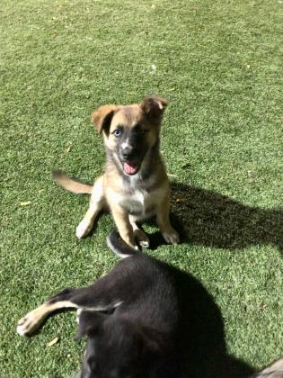 למסירה שני גורי האסקי סיבירי