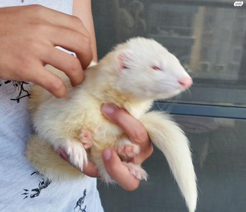 חמוס לבן בן שנה זקוק