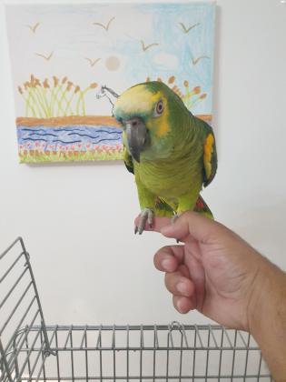 תוכי אמזונה בלו פרונט בן/בת