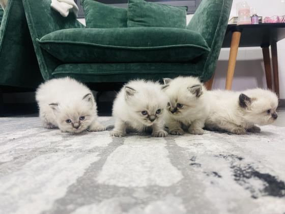 6 חתולי הימלאיה טאבי פוינט