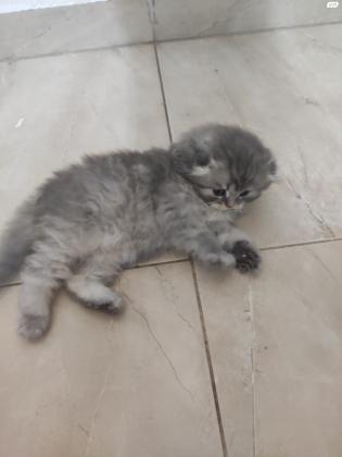 חתול סקוטי נדיר !למכירה פרטים