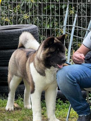 גורי אקיטה אמריקאי מתועדים!!אבא בונד