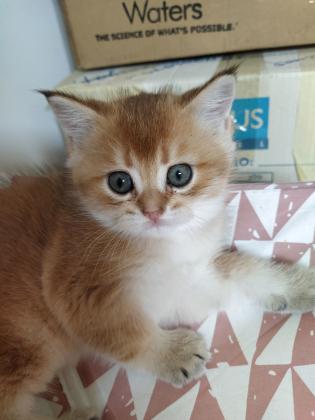 גורים בריטי שנשילה זהב עו