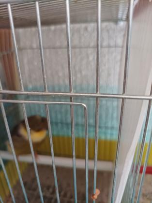 למכירה כנר גלוסטר ברמה גבוה