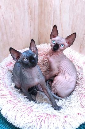 גורי ספינקס קנדי שני זכרים