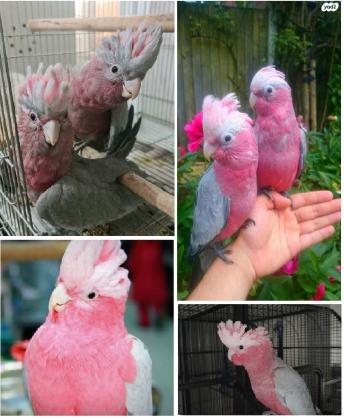 קקדו גאלה האכלת יד ברמה