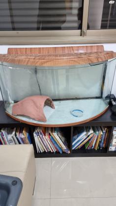 פיתון מתכדר בן 8 חודשים