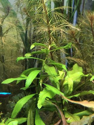 למכירה צמחים לאקווריום אמיתיים הייטק