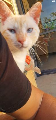 חתול לבן עיניים כחולות מדהים!עוד