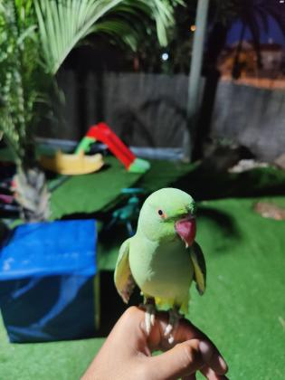 דררה האכלת יד מדהים! מטובע