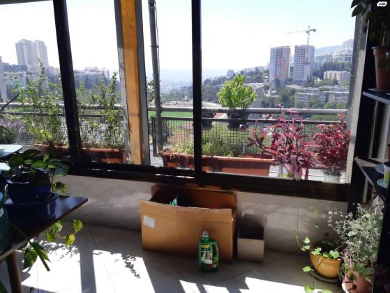 פינסקר 33 (זיו)