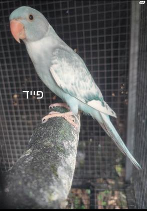 למכירה דררות האכלות יד במבחר