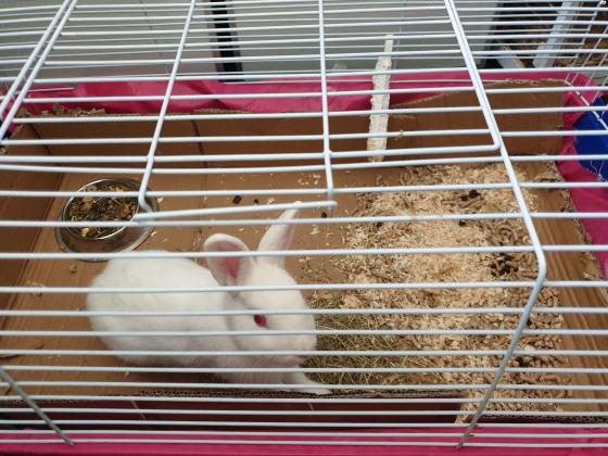 ערנב לבן, 4 5 חודשים