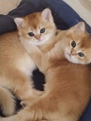 גורים בריטי שנשילה זהב עו