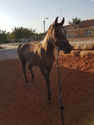 סייח ערבי בן שנתיים