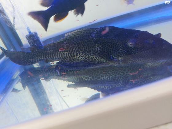 דג מנקה פלקוסטומוס בגודל ענק