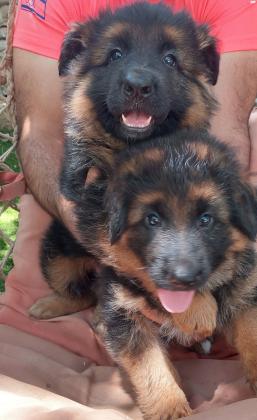 המלטה מתועדת של רועה גרמני