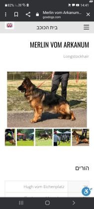 המלטה מתועדת של רועה גרמני