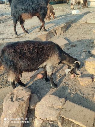 בסדרלמכירה 2 עיזים זכר או