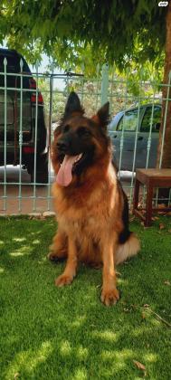 המלטה מתועדת של רועה גרמני