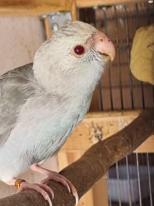 קקריקים יפים, בריאים, מבית גידול איכותי