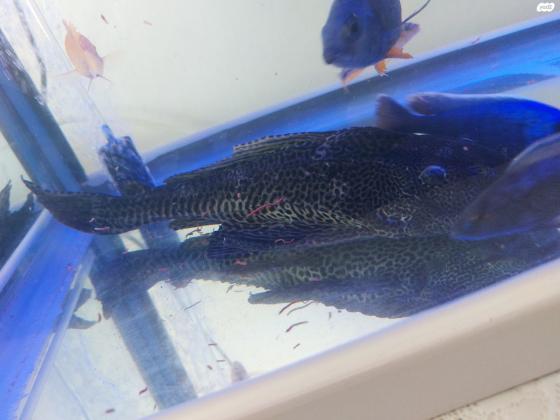 דג מנקה פלקוסטומוס בגודל ענק