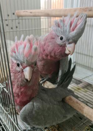 קקדו גאלה האכלת יד ברמה