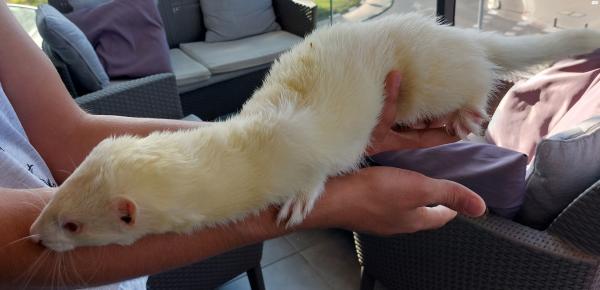 חמוס לבן בן שנה זקוק